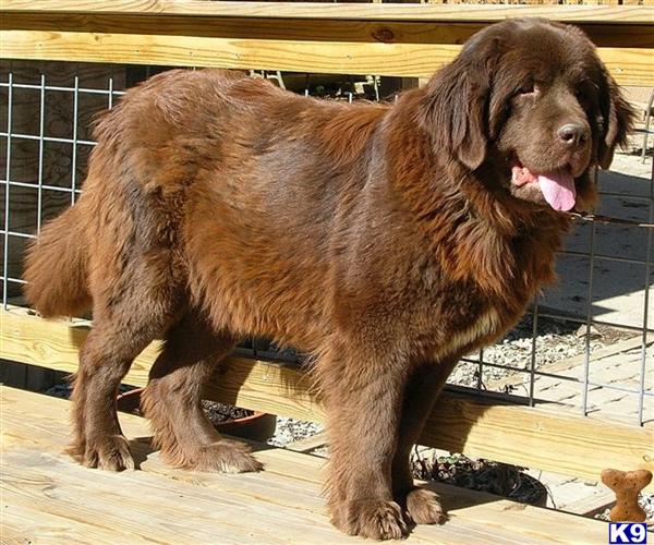 Newfoundland Puppies